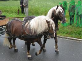 Brustblattgeschirre & Zubehör